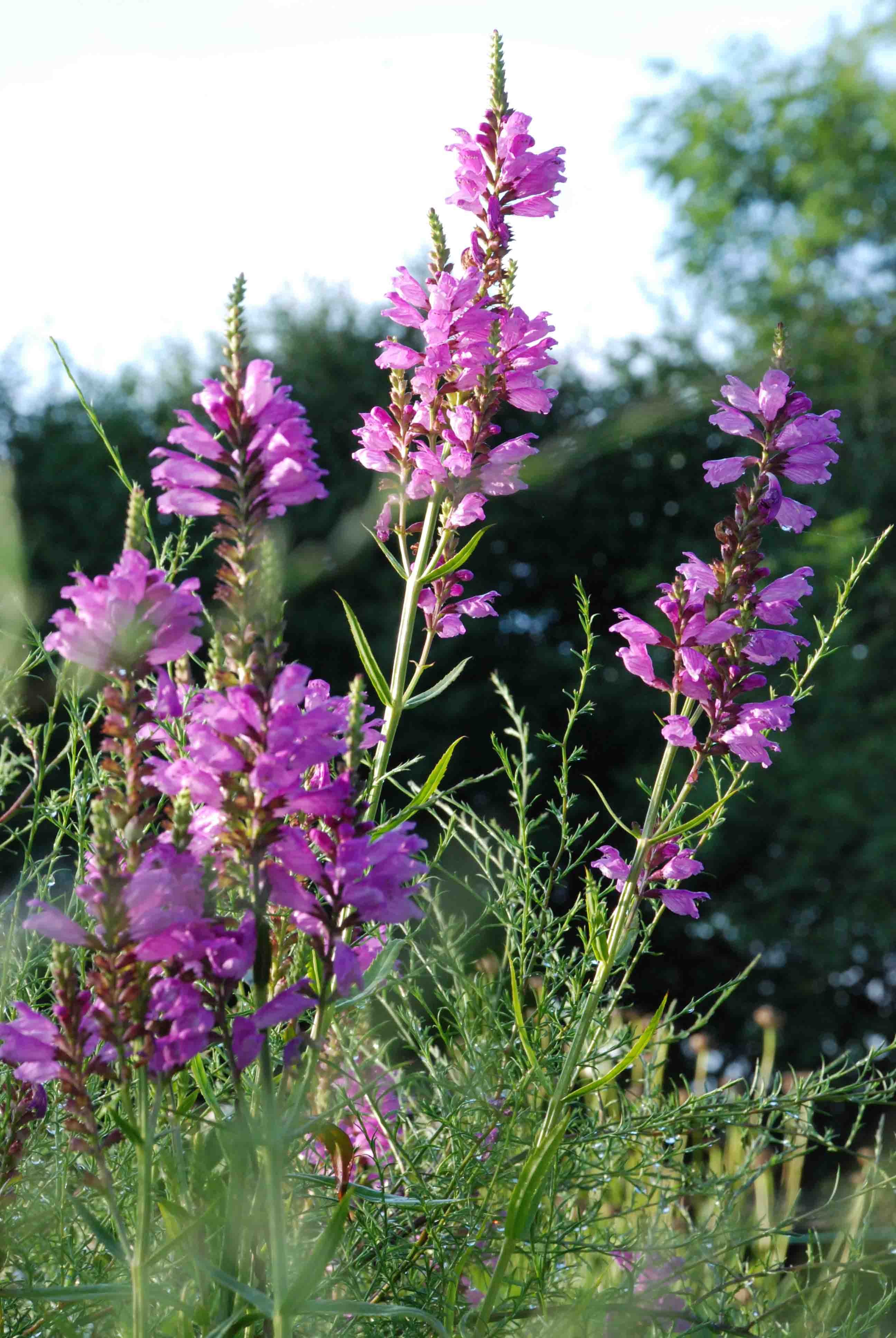 PHYSOSTEGIA virginiana Beauty', cataleptique - Jardin d'eau