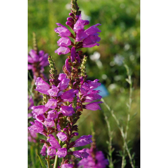 PHYSOSTEGIA virginiana 'Red Beauty'