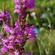 PHYSOSTEGIA virginiana 'Red Beauty'