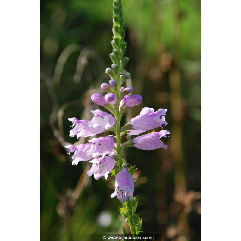 Physostegia virginiana subsp. speciosa  'Bouquet Rose'