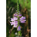 Physostegia virginiana subsp. speciosa  'Bouquet Rose'