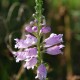 Physostegia virginiana subsp. speciosa 'Bouquet Rose'