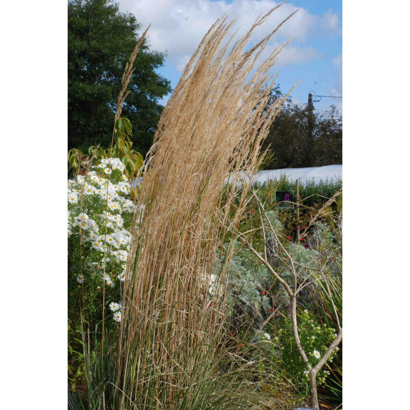 CALAMAGROSTIS x acutiflora 'Overdam'