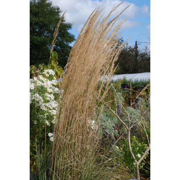 CALAMAGROSTIS x acutiflora 'Overdam'