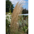 CALAMAGROSTIS x acutiflora 'Overdam'