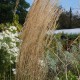 CALAMAGROSTIS x acutiflora 'Overdam'