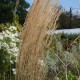 CALAMAGROSTIS x acutiflora 'Overdam'