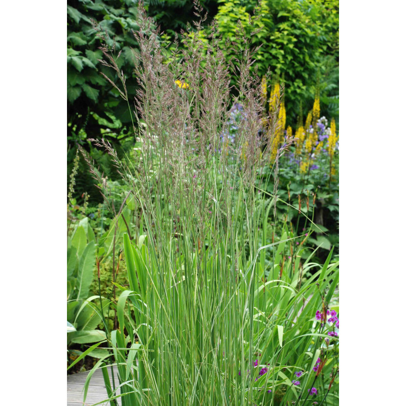 CALAMAGROSTIS x acutiflora 'Overdam'