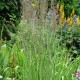 CALAMAGROSTIS x acutiflora 'Overdam'