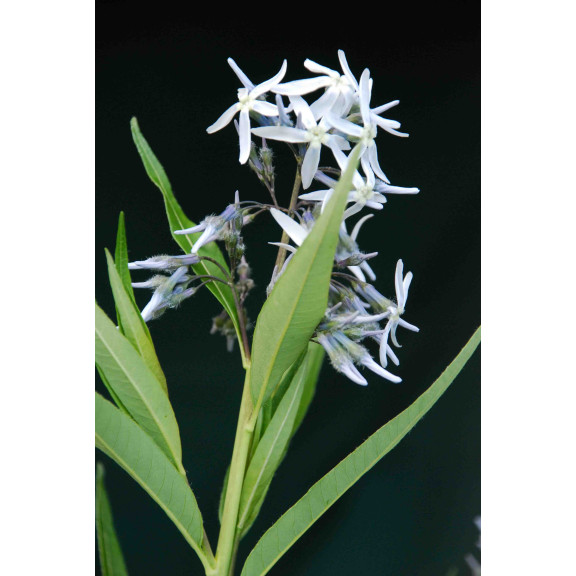 AMSONIA tabernaemontana