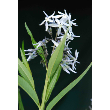 AMSONIA tabernaemontana