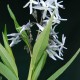 AMSONIA tabernaemontana