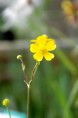 RANUNCULUS flammula