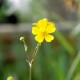 RANUNCULUS flammula