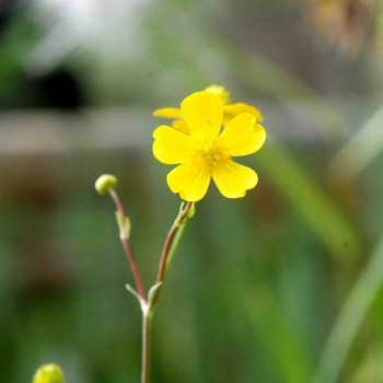 RANUNCULUS flammula