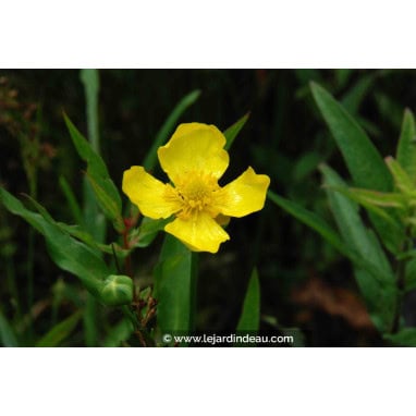 RANUNCULUS lingua - Renoncule / Grande douve.