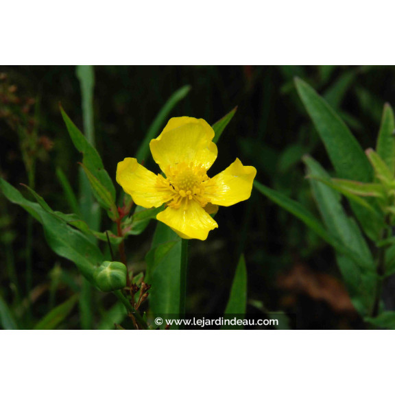RANUNCULUS lingua