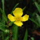 RANUNCULUS lingua