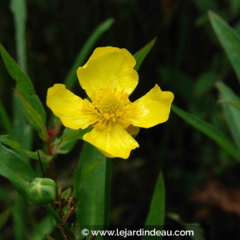 RANUNCULUS lingua