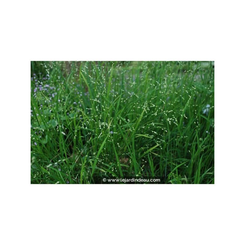 MELICA uniflora var. albida