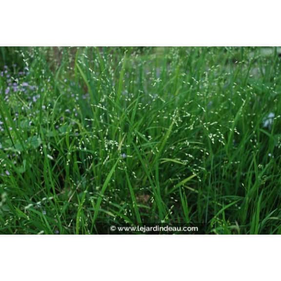 MELICA uniflora var. albida