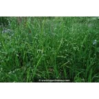 MELICA uniflora var. albida