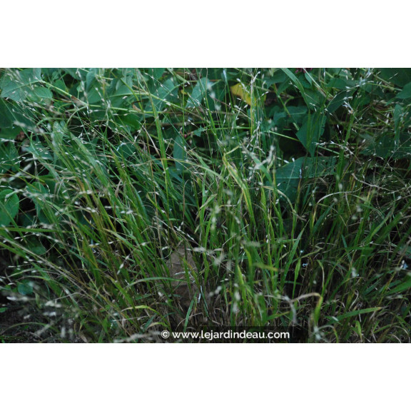MELICA uniflora var. albida