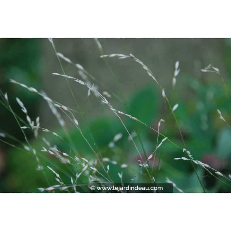 MELICA uniflora var. albida