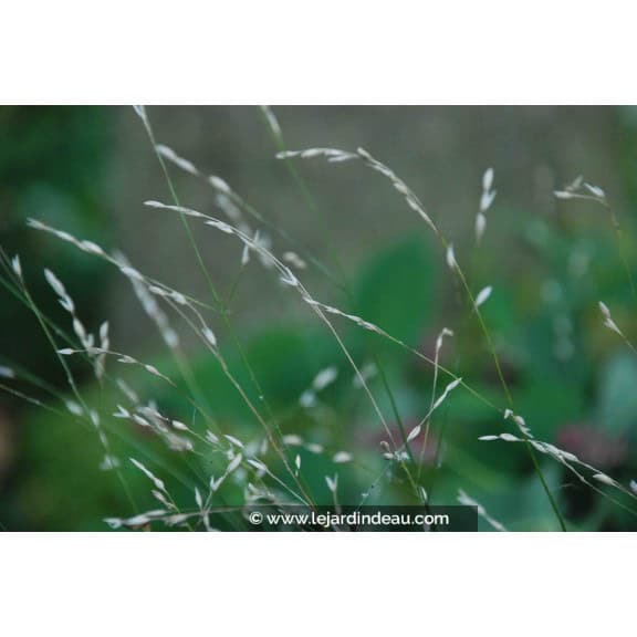 MELICA uniflora var. albida