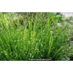 MELICA uniflora var. albida