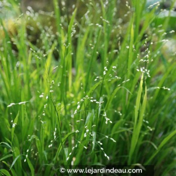 MELICA uniflora var. albida