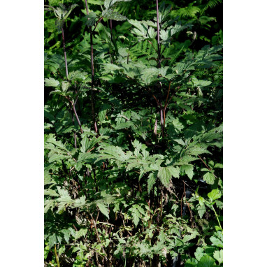 ACTAEA simplex \'Atropurpurea Group\'