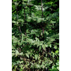 ACTAEA simplex 'Atropurpurea Group' ACTAEA simplex 'Atropurpurea Group'