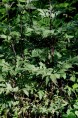 ACTAEA simplex 'Atropurpurea Group'