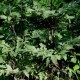 ACTAEA simplex 'Atropurpurea Group'