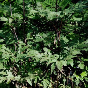 ACTAEA simplex &#039;Atropurpurea Group&#039;