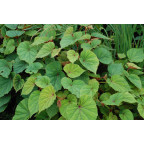 BEGONIA grandis subsp. evensiana var. alba