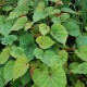 BEGONIA grandis subsp. evensiana var. alba