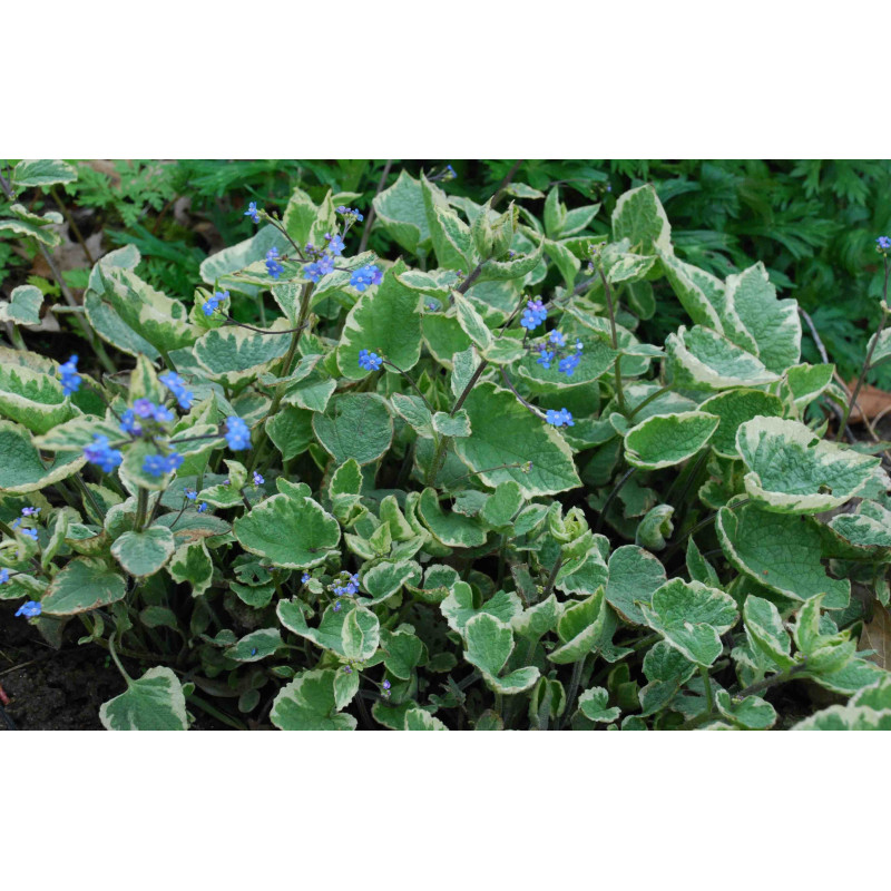 BRUNNERA macrophylla 'Hadspen Cream'