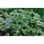 BRUNNERA macrophylla 'Hadspen Cream'