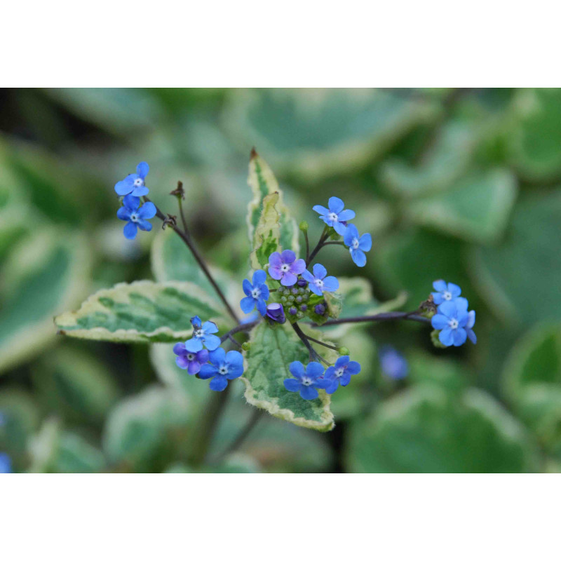 BRUNNERA macrophylla 'Hadspen Cream'