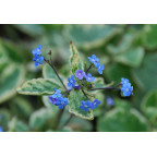 BRUNNERA macrophylla 'Hadspen Cream'