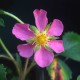 FRAGARIA 'Pink Panda'