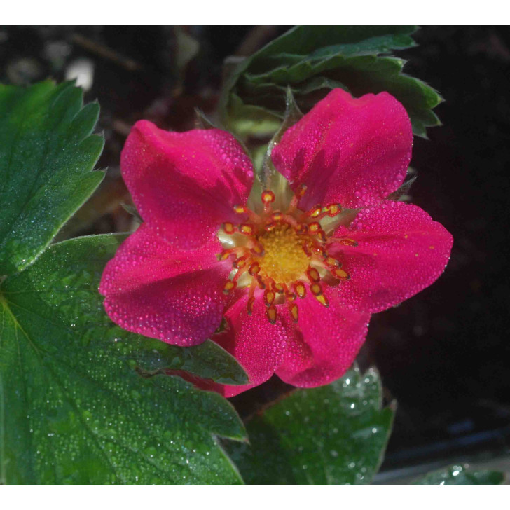 FRAGARIA 'Red Ruby'