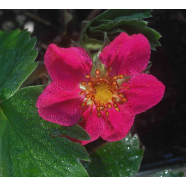 FRAGARIA \'Red Ruby\'