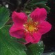 FRAGARIA 'Red Ruby'