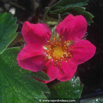 FRAGARIA &#039;Red Ruby&#039;