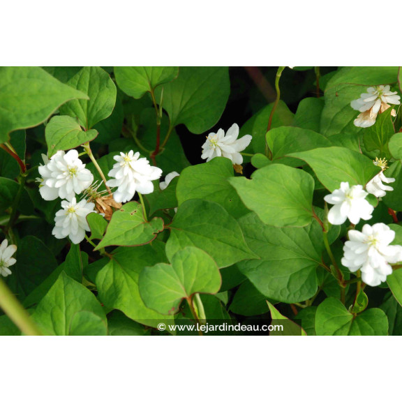 HOUTTUYNIA cordata 'Flore Pleno'