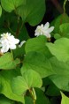 HOUTTUYNIA cordata 'Flore Pleno'