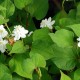 HOUTTUYNIA cordata 'Flore Pleno'